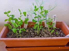 Listopad s Křemílkem a Vochomůrkou 28.11.2025, foto: D. Nepivodová