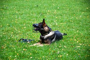 Ukázka výcviku služebního psa, foto: Jan Švec