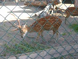 Výlet I. r. do ZOO a přespání ve škole, foto: K. Němečková Hospodářská