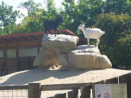 Výlet I. r. do ZOO a přespání ve škole, foto: K. Němečková Hospodářská