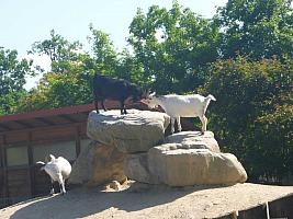 Výlet I. r. do ZOO a přespání ve škole, foto: K. Němečková Hospodářská